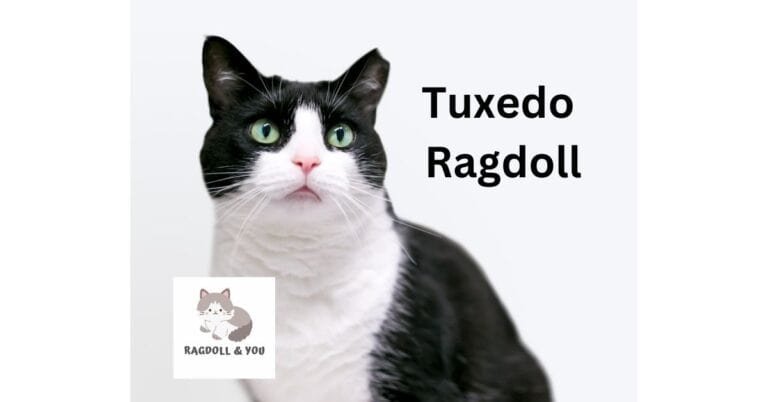 Tuxedo Ragdoll Cat: Everything That You Need (Expert Guide)