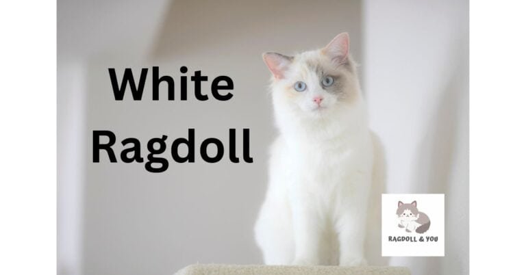 White Ragdoll: Everything That You Need To Know