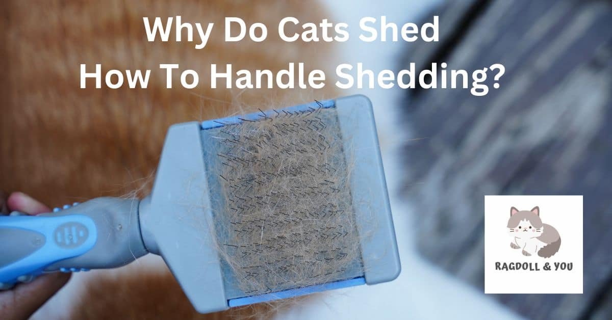 Why Do Cats Shed