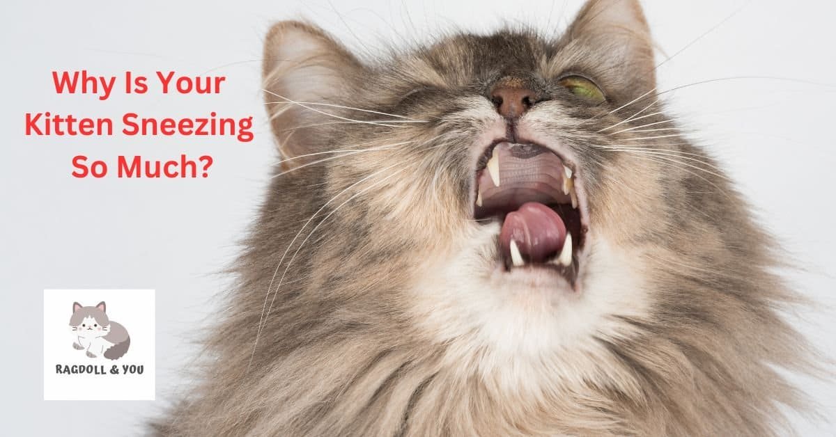 Why Is Your Kitten Sneezing So Much?