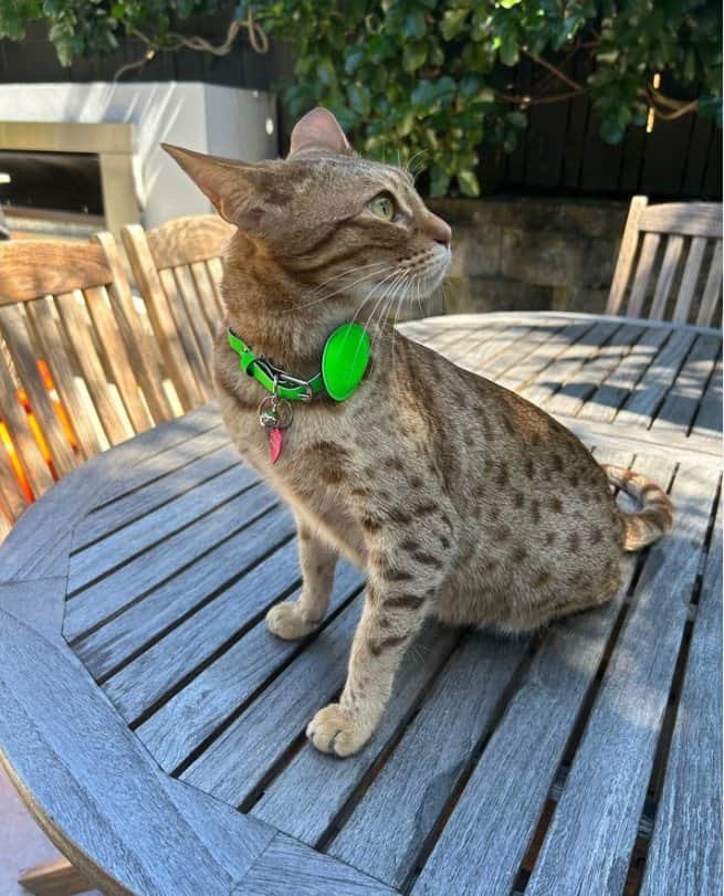 What Is The Apple Airtag Cat Collar? Is It Any Good?