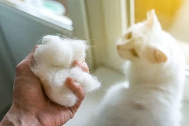 how long does it take for cat hair to grow back