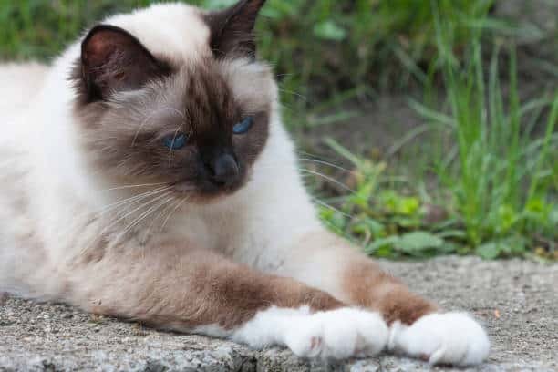  blue point seal point siamese