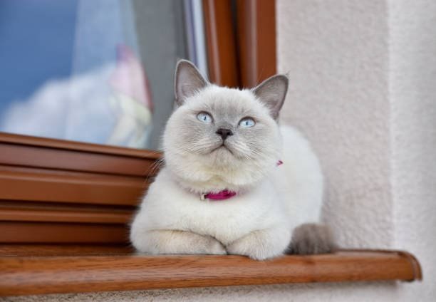 blue point cat breed