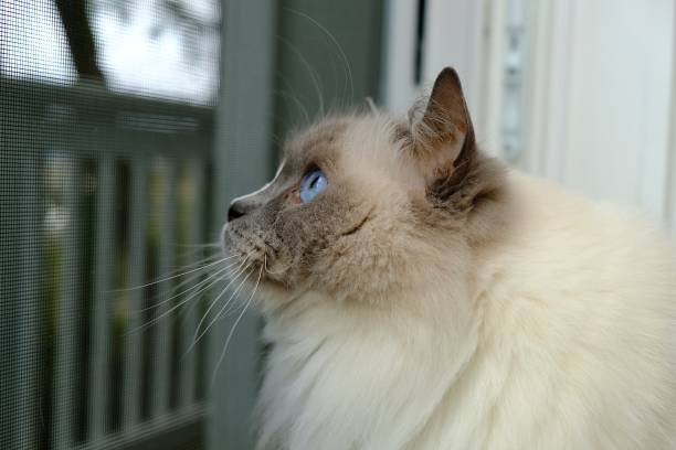 blue point cat breeds 