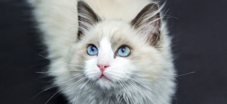 Mink Ragdoll Cat: Everything You Ever Need To Know