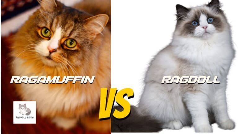Ragamuffin Vs Ragdoll Cat: Which One Is For You?