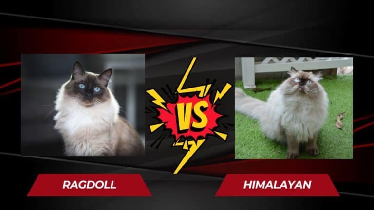 Comparing Ragdoll vs Himalayan Cats: Differences and Similarities