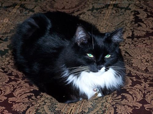 tuxedo ragdoll cat