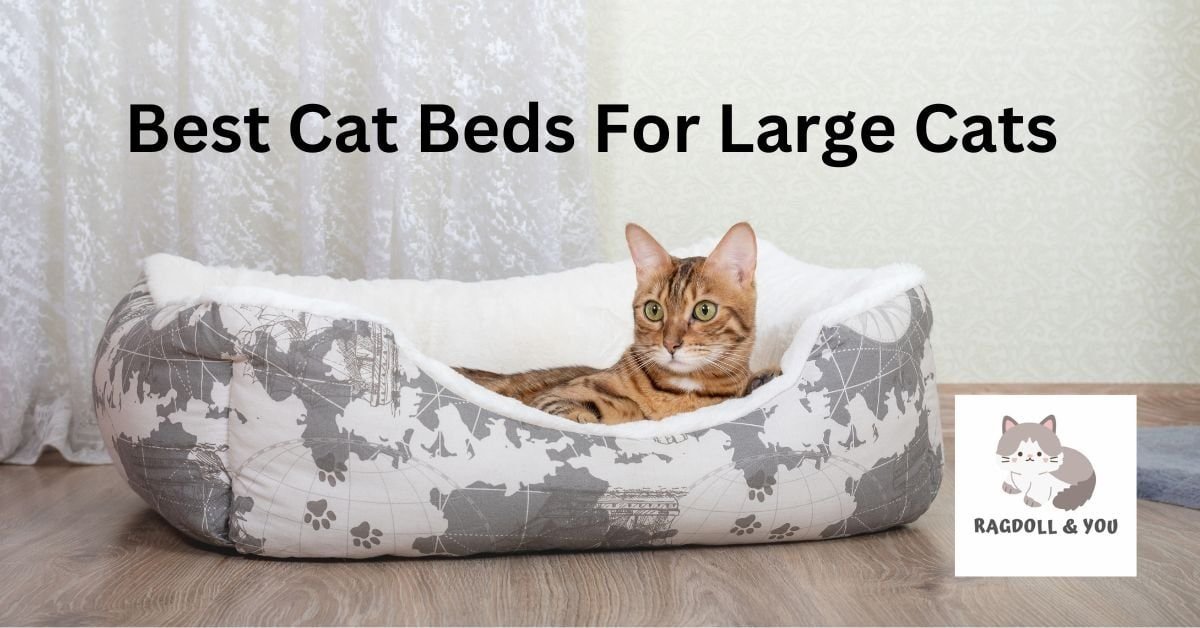 Best Cat Beds For Large Cats
