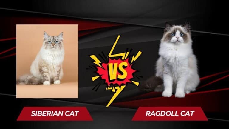 Siberian Cat Vs Ragdoll: Differences And Similarities 