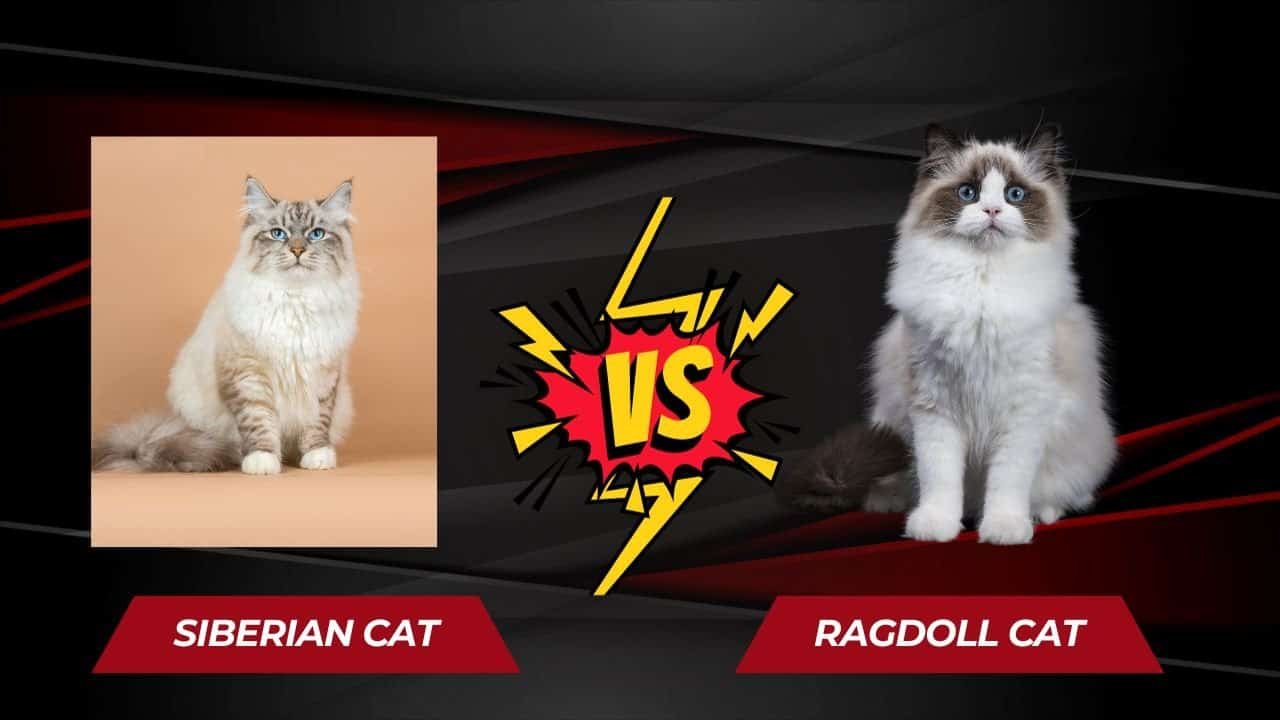 SIBERIAN CAT VS RAGDOLL CAT