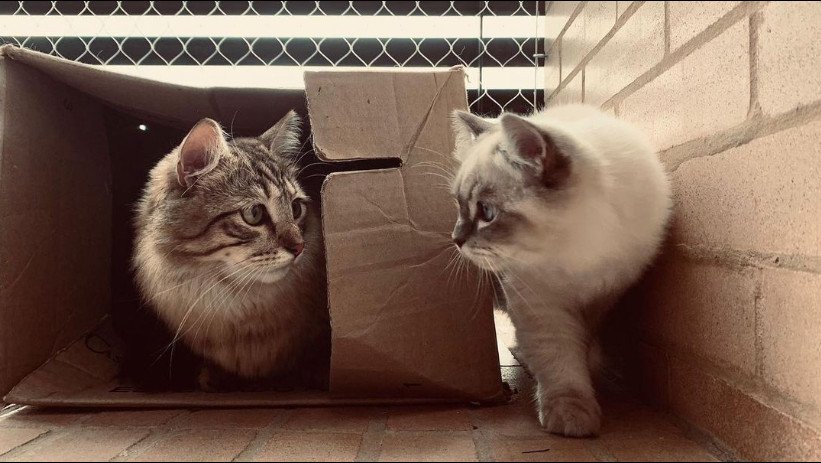 ragdoll cat vs siberian cat