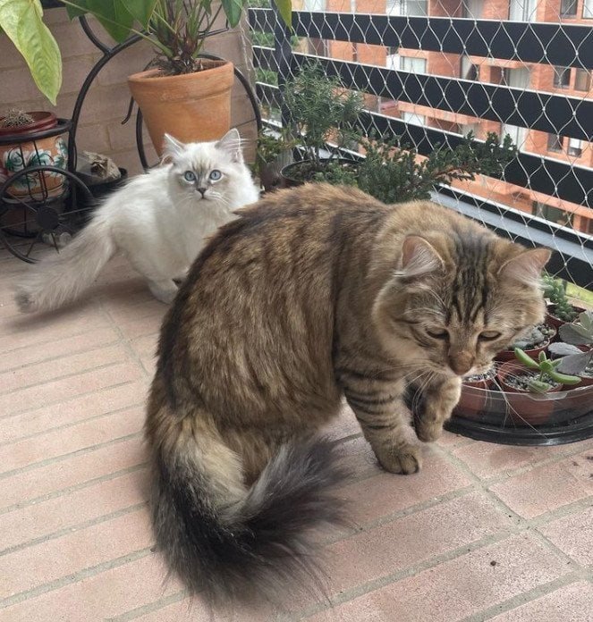 siberian cat vs ragdoll cat